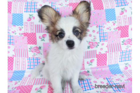 成約済の千葉県のパピヨン-159999の2枚目